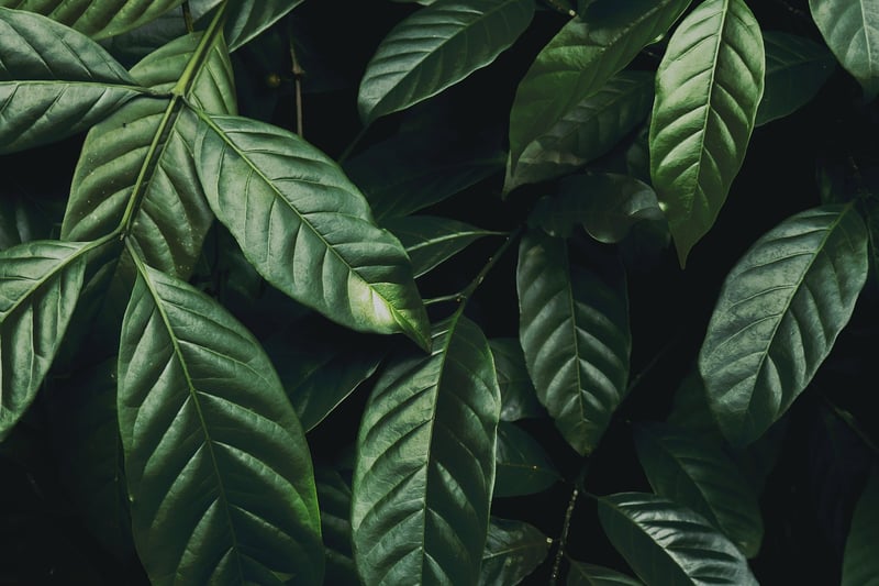 Jungles